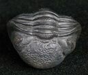 Perfectly Enrolled Eldredgeops Trilobite From New York #11893-3